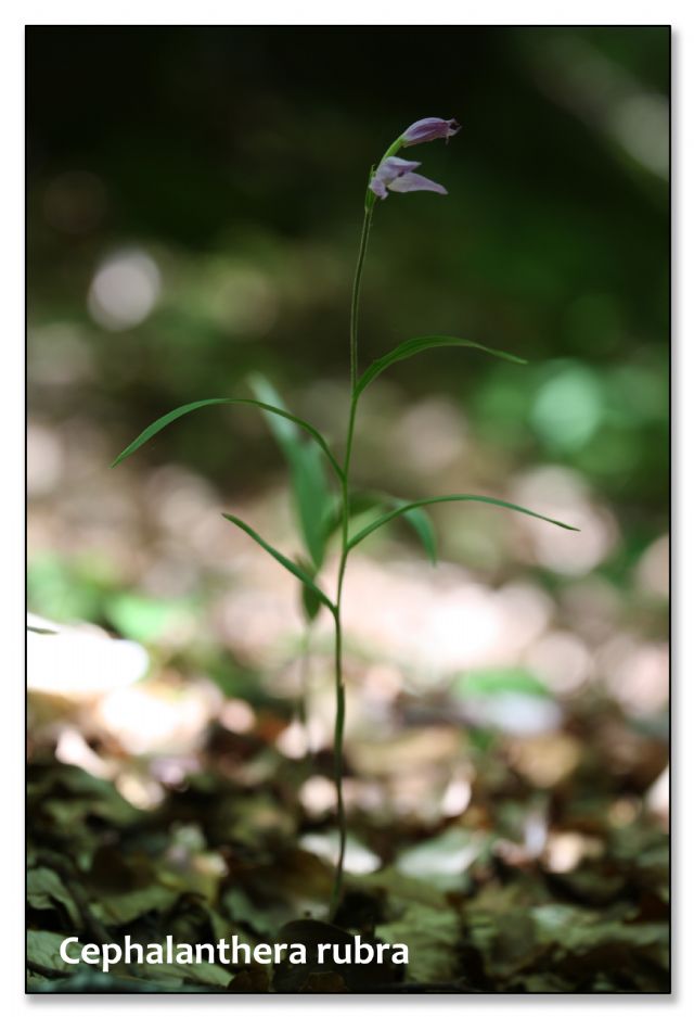 Orchidee di luglio al confine tra Toscana ed Emilia